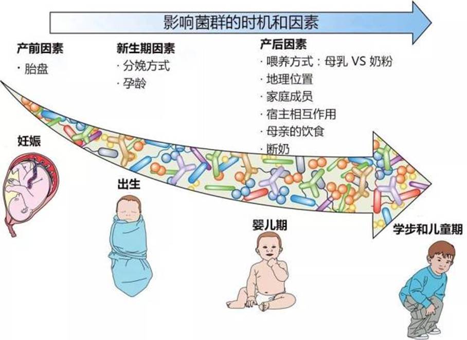 从出生到长大,人的肠道菌群经历了怎样的变化?